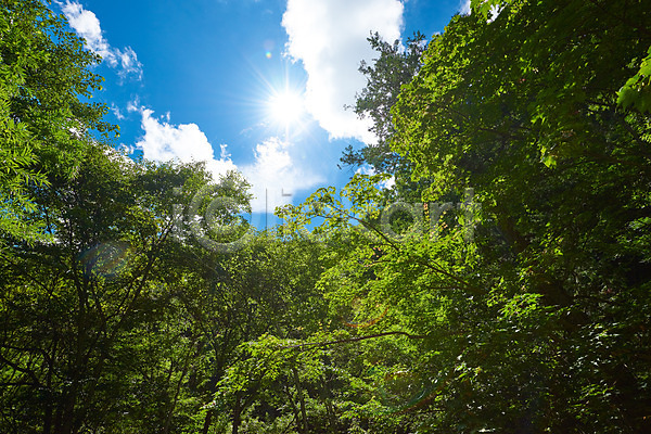 사람없음 JPG 로우앵글 포토 구름(자연) 나무 맑음 숲 야외 자연 주간 풍경(경치) 하늘 햇빛