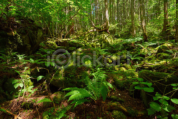 사람없음 JPG 포토 나무 바위 숲 숲속 야외 이끼 자연 주간 풍경(경치)