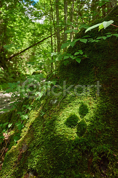 사람없음 JPG 포토 그림자 나무 나뭇잎 숲 숲속 야외 이끼 자연 주간 풍경(경치)