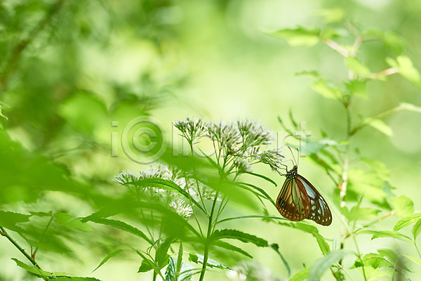 사람없음 JPG 근접촬영 아웃포커스 포토 꽃 나비 야외 자연 주간 풍경(경치) 한마리
