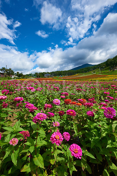 사람없음 JPG 포토 구름(자연) 꽃 꽃밭 맑음 분홍색 산 야외 여러송이 자연 주간 풍경(경치) 하늘