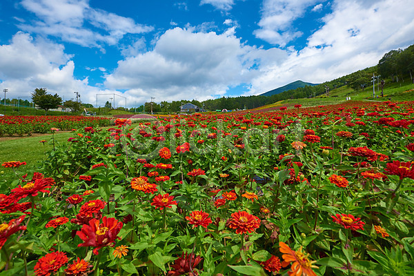 사람없음 JPG 포토 구름(자연) 꽃 꽃밭 맑음 빨간색 야외 여러송이 자연 주간 풍경(경치) 하늘