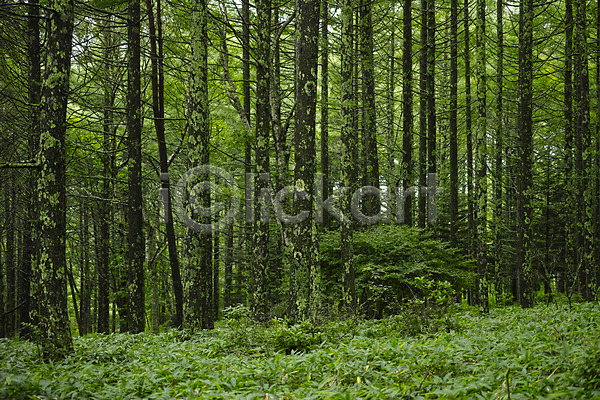 사람없음 JPG 포토 나무 숲 숲속 야외 자연 주간 풍경(경치)