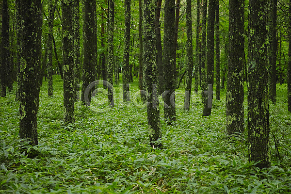 사람없음 JPG 포토 나무 숲 숲속 야외 자연 주간 풍경(경치)