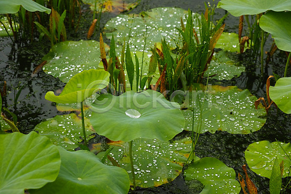 사람없음 JPG 포토 물방울 야외 연못 연잎 자연 잡초 주간 풍경(경치)