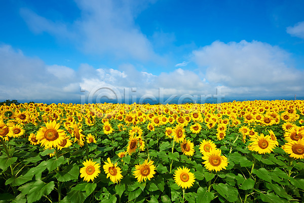 사람없음 JPG 포토 구름(자연) 꽃밭 노란색 야외 여러송이 자연 주간 풍경(경치) 하늘 해바라기