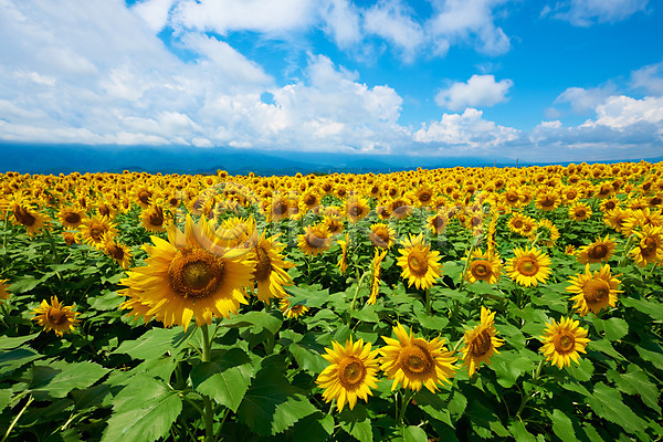 사람없음 JPG 포토 구름(자연) 꽃밭 꽃백그라운드 노란색 야외 여러송이 자연 주간 풍경(경치) 하늘 해바라기