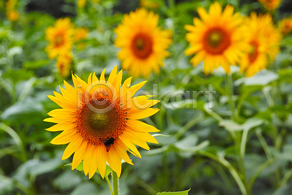 사람없음 JPG 아웃포커스 포토 꽃 꽃밭 꽃백그라운드 꿀벌 노란색 야외 여러송이 자연 주간 풍경(경치) 한마리 해바라기