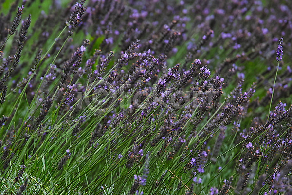 사람없음 JPG 아웃포커스 포토 꽃밭 백그라운드 야외 여러송이 자연 주간 풍경(경치)