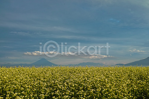 사람없음 JPG 포토 구름(자연) 꽃밭 산 야외 자연 주간 풍경(경치) 하늘