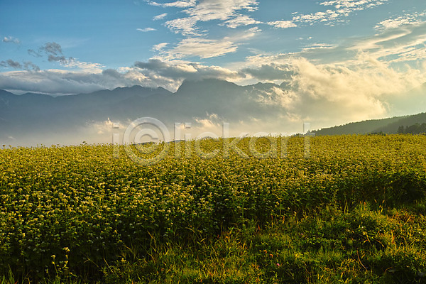 사람없음 JPG 포토 구름(자연) 꽃밭 산 야외 자연 주간 풍경(경치) 하늘