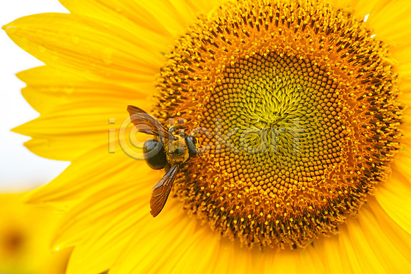 사람없음 JPG 근접촬영 포토 꽃 꽃백그라운드 꿀벌 노란색 야외 자연 주간 한송이 해바라기