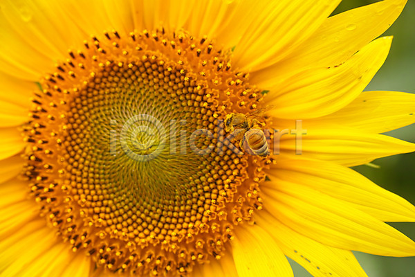 사람없음 JPG 근접촬영 포토 꽃 꽃백그라운드 꿀벌 노란색 야외 자연 주간 한송이 해바라기