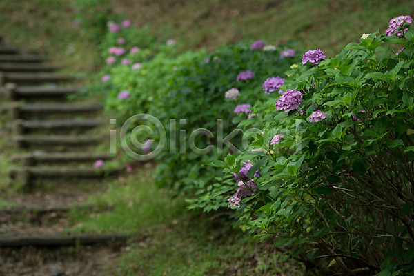 사람없음 JPG 아웃포커스 포토 계단 꽃 야외 자연 주간 풍경(경치)