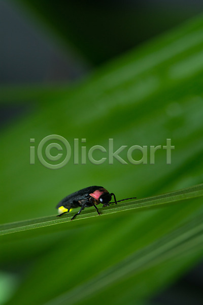 사람없음 JPG 근접촬영 아웃포커스 포토 곤충 반딧불이 야외 자연 주간 풀잎 풍경(경치) 한마리