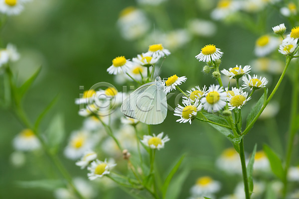 사람없음 JPG 아웃포커스 포토 꽃 나비 야외 자연 주간 풍경(경치)