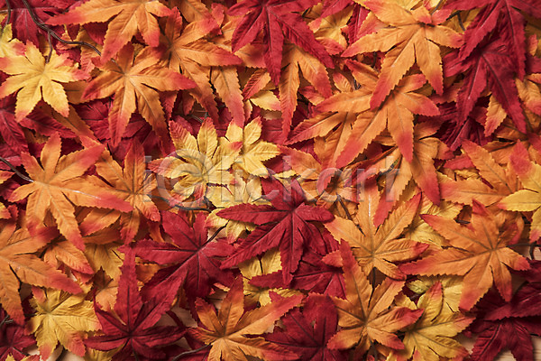 사람없음 JPG 포토 가을(계절) 나뭇잎 낙엽 단풍 스튜디오촬영 실내 잎