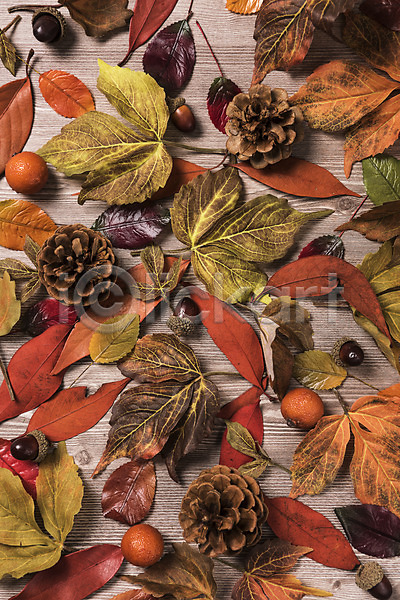 사람없음 JPG 포토 가을(계절) 나무배경 나뭇잎 낙엽 도토리 목재 솔방울 스튜디오촬영 실내 잎