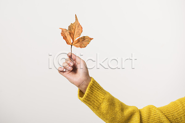 신체부위 JPG 포토 가을(계절) 낙엽 단풍 들기 손 스튜디오촬영 실내