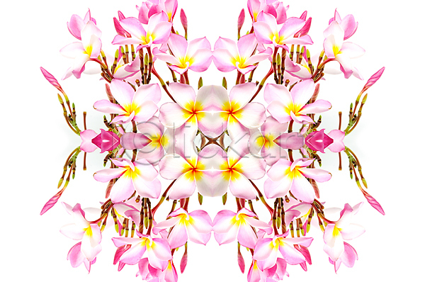 신선 화목 사람없음 JPG 포토 해외이미지 개화 고립 꽃 꽃무늬 꽃잎 내추럴 묘사 백그라운드 벚꽃 분홍색 스파 식물 원예 자연 해외202004 흰색