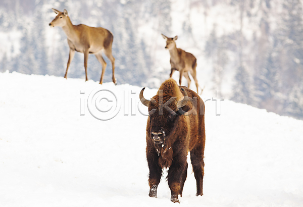 사람없음 JPG 포토 해외이미지 겨울 공원 들소 벨로루시 뿔 사슴 서기 숲 야생동물 야외 유럽 주간 풍경(경치) 해외202004
