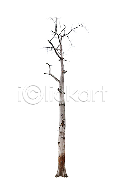 건조 성장 사람없음 JPG 포토 해외이미지 1 가을(계절) 고립 나무 나무껍질 나뭇가지 내추럴 매듭 목재 백그라운드 뿌리 생태학 식물 싱글 야외 옛날 자연 죽음 줄기 컨셉 큼 해외202004 혼자 환경 흰색