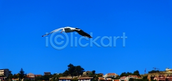 자유 사람없음 JPG 실루엣 포토 해외이미지 갈매기 날개 동물 바다 부리 여름 자연 조류 파란색 하늘 해외202004 해외포토 흰색