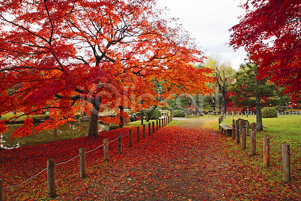 사람없음 JPG 포토 해외이미지 가을(계절) 계절 나무 내추럴 노란색 단풍 백그라운드 빨간색 식물 아시아 오렌지 일본 잎 자연 질감 해외202004