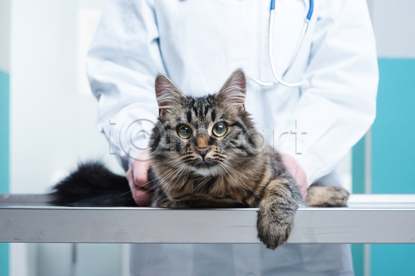 성인 성인한명만 한명 JPG 앞모습 포토 해외이미지 고양이 동물병원 상반신 수의사 실내 진료 진료대 한마리 해외202004