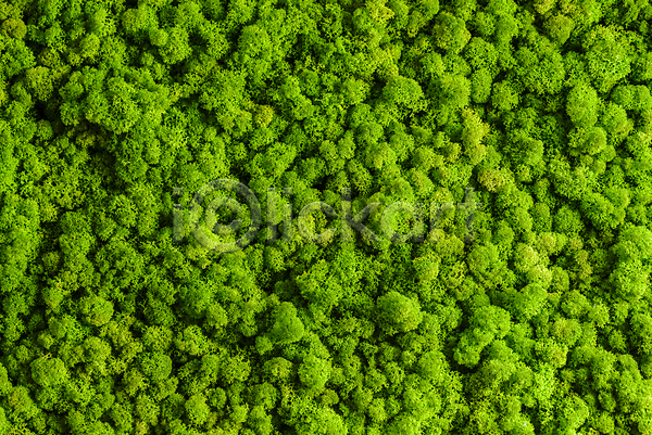 성장 신선 사람없음 JPG 포토 해외이미지 내부 내추럴 닫기 디자인 묘사 백그라운드 벽 순록 스칸디나비아 식물 옛날 이끼 잎 자연 질감 초록색 추상 패턴 표면 해외202004