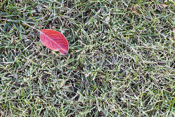 사람없음 JPG 포토 해외이미지 가을(계절) 뒤뜰 백그라운드 빨간색 서리 잎 잔디 질감 초록색 해외202004
