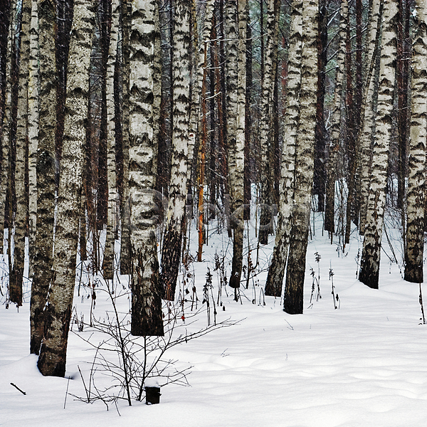 건조 침묵 휴식 사람없음 JPG 포토 해외이미지 갈색 겨울 나무 날씨 다운 목재 바람 생태학 세로 소나무 숲 전나무 통나무 풍경(경치) 해외202004