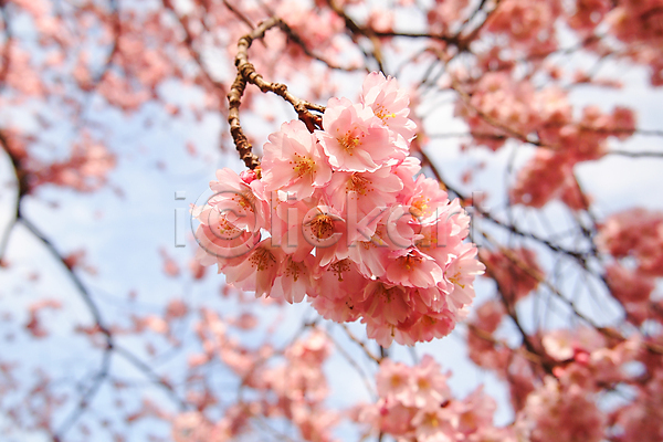 활발 사람없음 JPG 포토 해외이미지 강렬 구름(자연) 꽃 나무 독일 뮌헨 벚꽃 분홍색 식물 자연 정원 컬러풀 파란색 하늘 해외202004 휴가