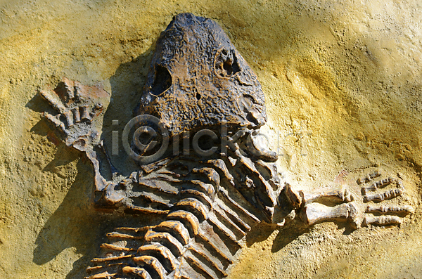 과거 사람없음 JPG 포토 해외이미지 고고학 고생물 공룡 도마뱀 바위 뼈 생물학 선사시대 자연 쥬라기 지질학 창조 파충류 해외202004 화석