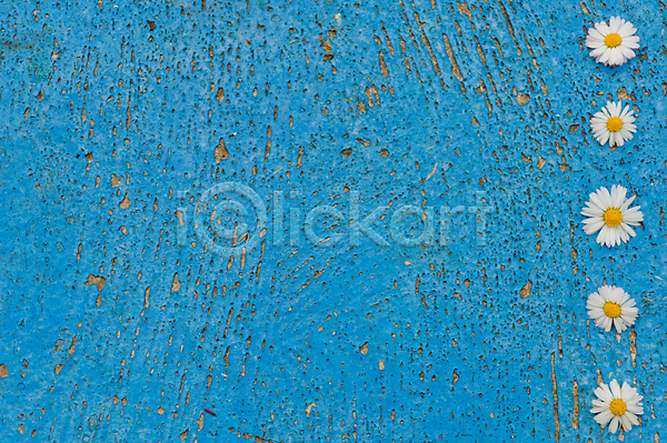 특별함 사람없음 JPG 포토 해외이미지 공백 꽃 내추럴 당구 데이지 디자인 미술 배너 백그라운드 벽지 복고 빛 수확 스크래치 심플 옛날 우주 질감 카피스페이스 컨셉 터키석 파란색 패턴 포스터 표면 해외202004 흰색
