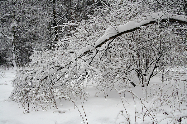 신선 추위 침묵 사람없음 JPG 포토 해외이미지 12월 1월 2월 계절 공원 나무 나뭇가지 날씨 냉동 눈내림 눈보라 반투명 서리 숲 시골 야외 얼음 인사 자연 크리스마스 폭설 풍경(경치) 해외202004 회색 휴가 흰색