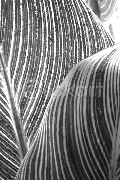 사람없음 JPG 포토 해외이미지 흑백 디자인 식물 잎 자연 추상 패턴 해외202004