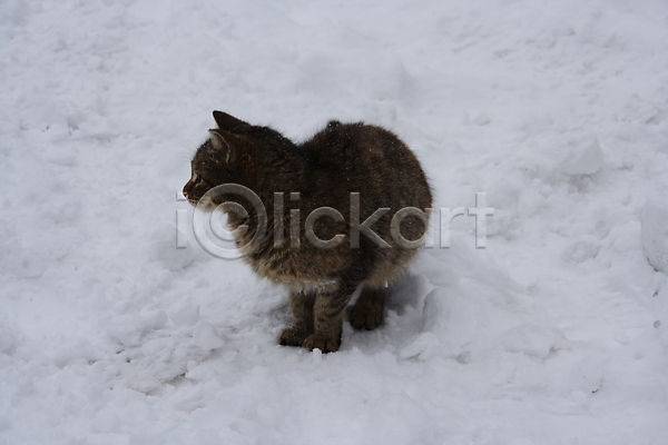 추위 사람없음 JPG 포토 해외이미지 겨울 고양이 동물 미소(표정) 반려동물 시력 자연 털 해외202004 흰색