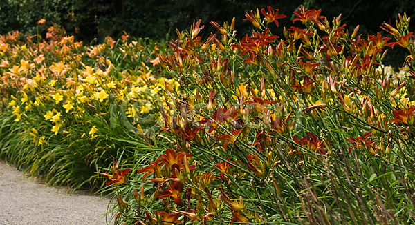 특별함 사람없음 JPG 포토 해외이미지 가로 꽃 꽃가루 꽃수술 꽃잎 내추럴 노란색 닫기 묘사 백합(꽃) 빨간색 식물 어둠 자연 정원 초록색 해외202004 햇빛