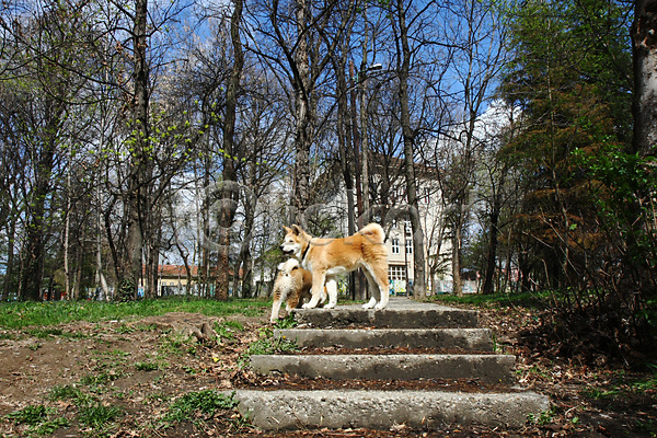 산책 사람없음 JPG 포토 해외이미지 강아지 계단 두마리 반려견 아키타견 야외 주간 해외202004
