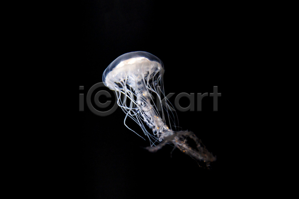 사람없음 JPG 포토 해외이미지 바닷속 수중동물 자포동물 한마리 해외202004 해파리 흰색