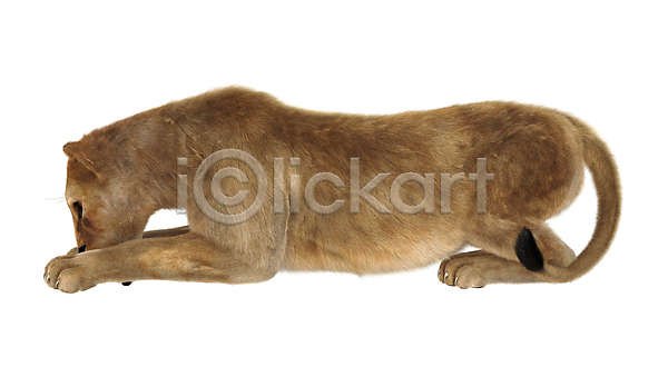 위험 사람없음 여자 JPG 포토 해외이미지 고립 고양이 동물 사자 사자자리 사파리 아프리카 암사자 야생동물 육식동물 자연 큼 포유류 해외202004 흰색