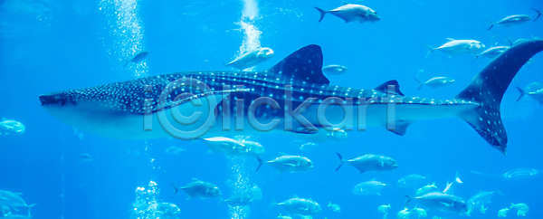 사람 사람없음 JPG 포토 해외이미지 고래 극장 다이빙 동물 동물상 몰디브 물 바다 상어 손목시계 수족관 실내 야생동물 어류 여행 자연 잠수부 조지아 카메라 파란색 해외202004 해외포토