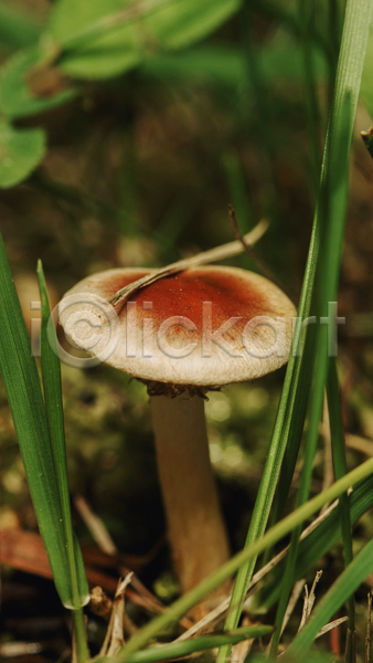 사람없음 JPG 근접촬영 포토 해외이미지 버섯 숲속 야외 자연 잔디 주간 풀(식물) 해외202004