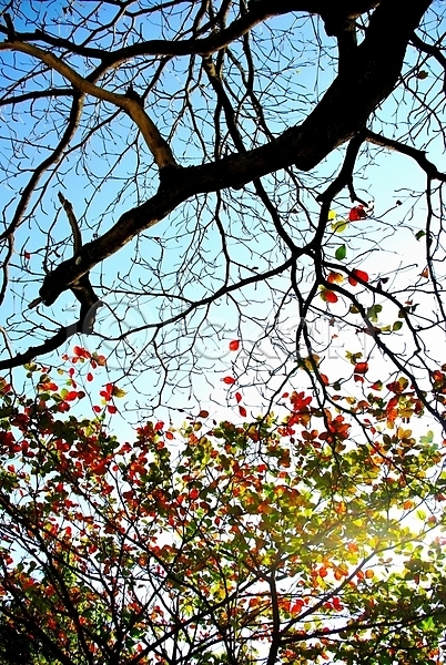 만족 분위기 사람없음 JPG 포토 해외이미지 가을(계절) 겨울 나무 내추럴 묘사 백그라운드 불꽃(불) 빛 빨간색 숲 시간 여행 자연 장면 조명 초록색 컬러풀 태국 파란색 풍경(경치) 하늘 해외202004 휴가