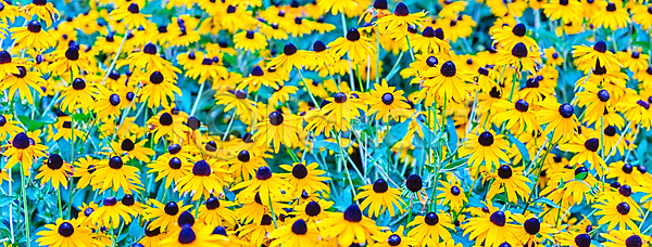 성장 신선 사람없음 JPG 포토 해외이미지 갈색 검은색 계절 꽃 꽃무늬 꽃잎 내추럴 노란색 데이지 들꽃 밭 백그라운드 벚꽃 봄 식물 야외 약초 여름 원예 자연 정원 초록색 태양 해외202004 해외포토