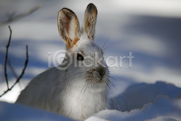 사람없음 JPG 포토 해외이미지 겨울 눈(날씨) 야외 응시 주간 토끼 한마리 흰토끼