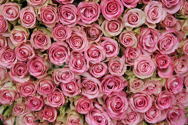사람없음 JPG 포토 해외이미지 그룹 꽃 꽃다발 꽃잎 꽃집 묘사 배열 백그라운드 봄 분홍색 식물 자연 장미 장식 초록색 컨셉 해외202004