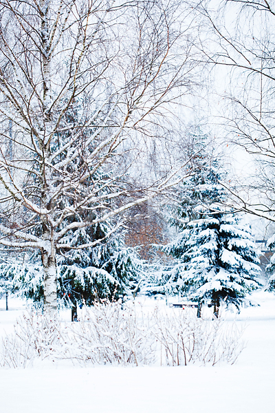 고독 시원함 추위 침묵 사람없음 JPG 포토 해외이미지 12월 겨울 계절 나무 나뭇가지 냉동 눈보라 덮개 목재 북극 상록수 서리 솜털 숲 야외 얼음 자연 전나무 침엽수 크리스마스트리 크리스탈 풍경(경치) 해외202004 흰색
