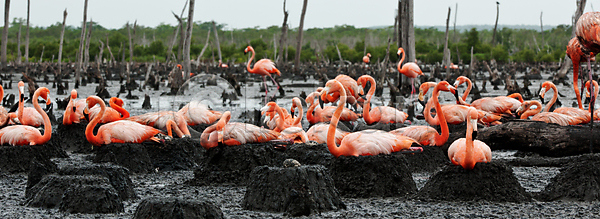 활발 사람없음 JPG 포토 해외이미지 그룹 깃털 날개 내추럴 동물 동물상 둥지 목 부리 분홍색 빨간색 새장 생존 식민지 앉기 야생동물 자연 조류 컬러풀 쿠바 큼 플라밍고 플로리다 해외202004 해외포토 황무지